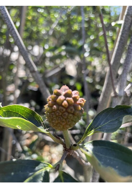 Japanischer Blumen-Hartriegel 'Venus' Mehrstämmig | Cornus 'Venus'