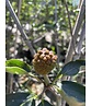 Japanischer Blumen-Hartriegel 'Venus' Mehrstämmig | Cornus 'Venus'