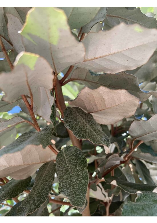 Ölweide Hochstamm | Elaeagnus ebbingei 'Compacta'