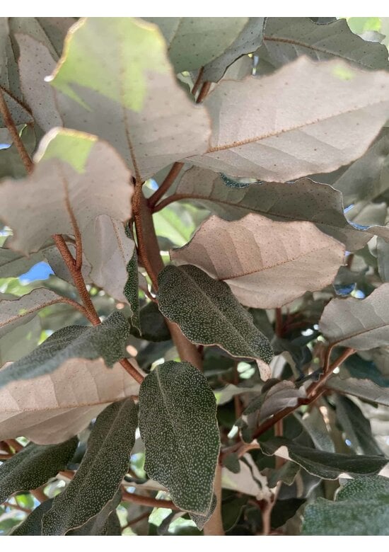 Ölweide Hochstamm | Elaeagnus ebbingei 'Compacta'