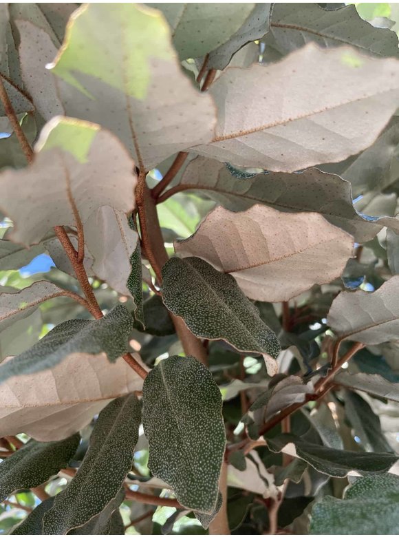 Ölweide hochstamm | Elaeagnus ebbingei 'Compacta' Ölweide hochstamm | Elaeagnus ebbingei 'Compacta'