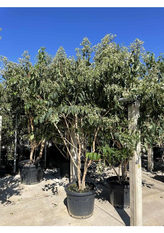 Sieben-Söhne-des-Himmels-Strauch - mehrstämmig | Heptacodium miconioides