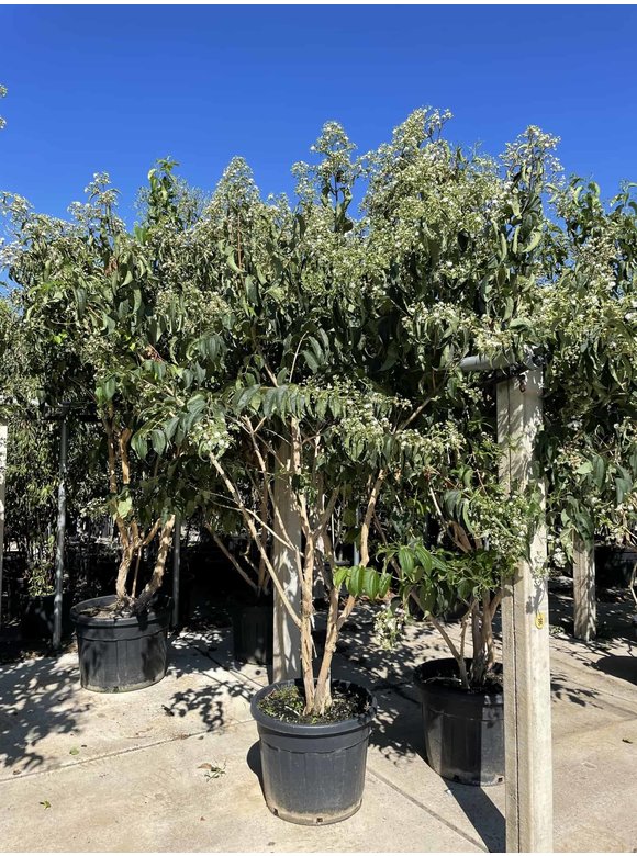 Sieben-Söhne-des-Himmels-Strauch - Mehrstämmig | Heptacodium miconioides Sieben-Söhne-des-Himmels-Strauch - Mehrstämmig | Heptacodium miconioides