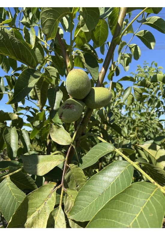 Walnussbaum 'Broadview' - Mehrstämmig | Juglans regia 'Broadview'