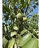 Walnussbaum 'Broadview' - Mehrstämmig | Juglans regia 'Broadview' Walnussbaum 'Broadview' - Mehrstämmig | Juglans regia 'Broadview'