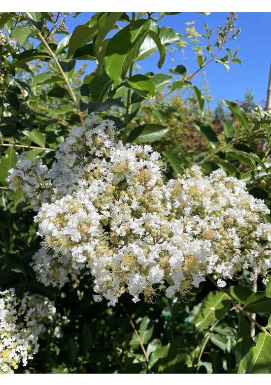 Kräuselmyrte ‘Natchez’ - Mehrstämmig | Lagerstroemia ‘Natchez’