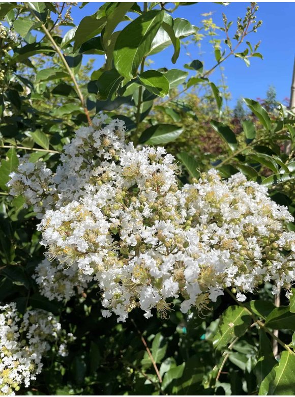 Kräuselmyrte ‘Natchez’ - Mehrstämmig | Lagerstroemia ‘Natchez’ Kräuselmyrte ‘Natchez’ - Mehrstämmig | Lagerstroemia ‘Natchez’