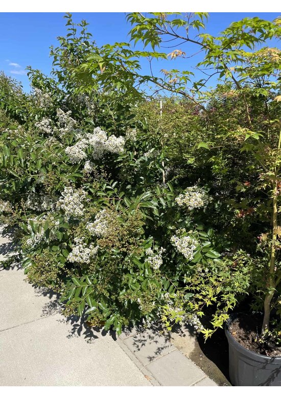 Kräuselmyrte ‘Natchez’ - Mehrstämmig | Lagerstroemia ‘Natchez’
