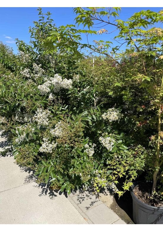 Kräuselmyrte ‘Natchez’ - Mehrstämmig | Lagerstroemia ‘Natchez’