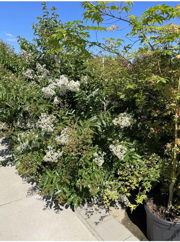 Kräuselmyrte ‘Natchez’ - Mehrstämmig | Lagerstroemia ‘Natchez’ Kräuselmyrte ‘Natchez’ - Mehrstämmig | Lagerstroemia ‘Natchez’