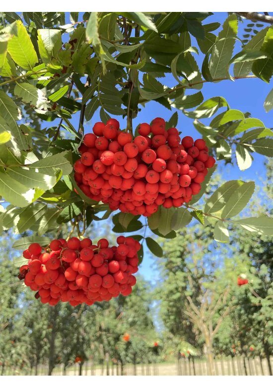 Essbare Eberesche 'Edulis' | Sorbus aucuparia 'Edulis'