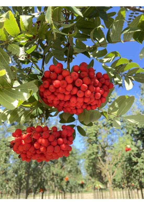 Essbare Eberesche 'Edulis' | Sorbus aucuparia 'Edulis'