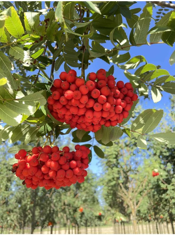 Essbare Eberesche 'Edulis' | Sorbus aucuparia 'Edulis' Essbare Eberesche 'Edulis' | Sorbus aucuparia 'Edulis'