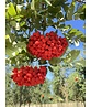 Essbare Eberesche 'Edulis' | Sorbus aucuparia 'Edulis'