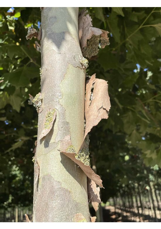 Ahornblättrige Platane 'Fastigiata' | Platanus hispanica 'Fastigiata'
