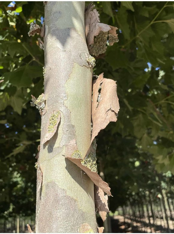 Ahornblättrige Platane 'Fastigiata' | Platanus hispanica 'Fastigiata' Ahornblättrige Platane 'Fastigiata' | Platanus hispanica 'Fastigiata'