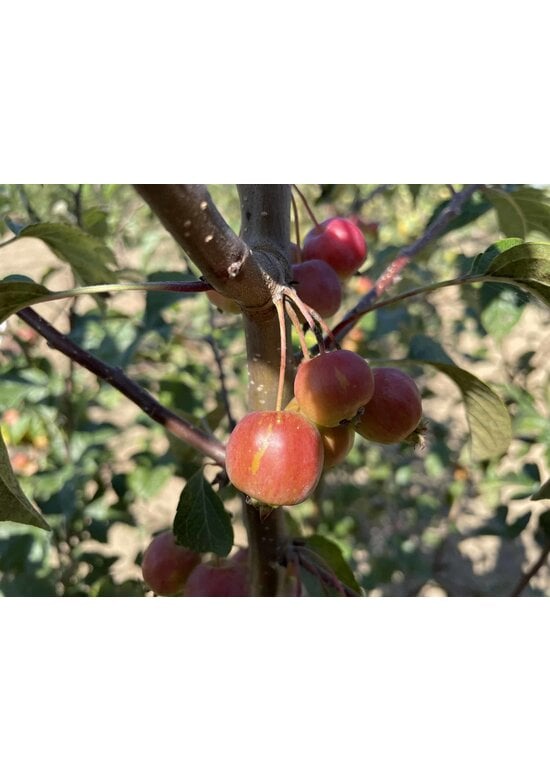 Zierapfel 'Evereste' | Malus 'Evereste'