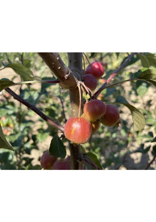 Zierapfel 'Evereste' | Malus 'Evereste'