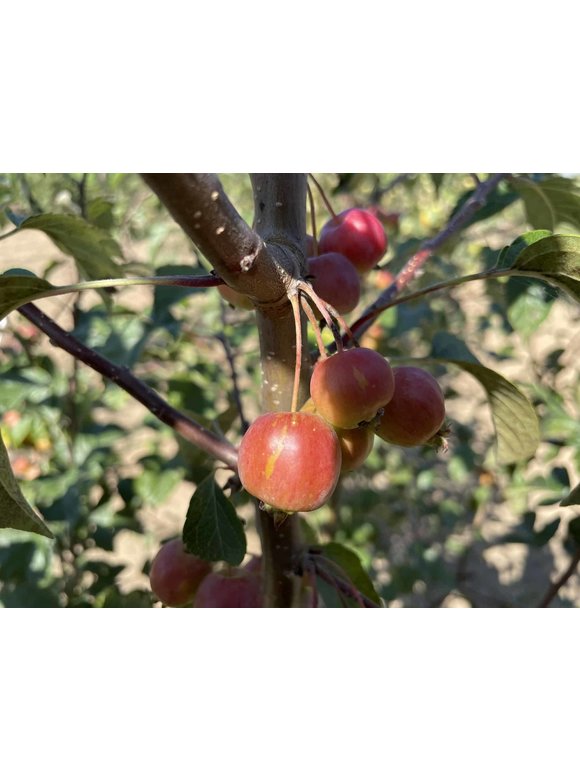 Zierapfel 'Evereste' | Malus 'Evereste' Zierapfel 'Evereste' | Malus 'Evereste'