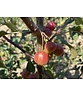 Zierapfel 'Evereste' | Malus 'Evereste'