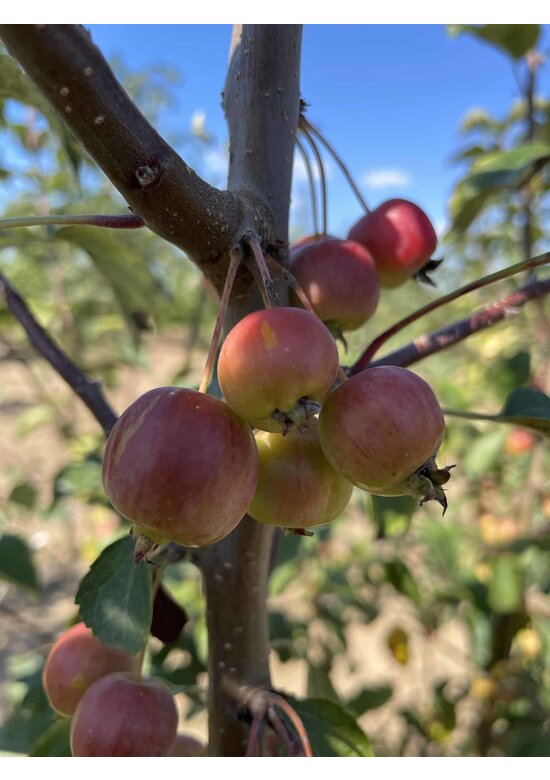 Zierapfel 'Evereste' - Mehrstämmig | Malus 'Evereste'