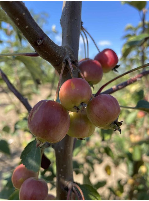 Zierapfel 'Evereste' - Mehrstämmig | Malus 'Evereste' Zierapfel 'Evereste' - Mehrstämmig | Malus 'Evereste'
