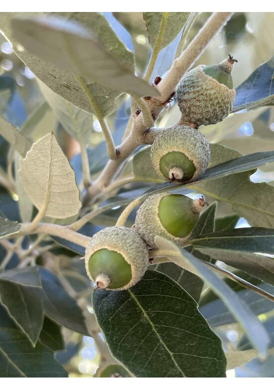 Stein-Eiche | Quercus ilex