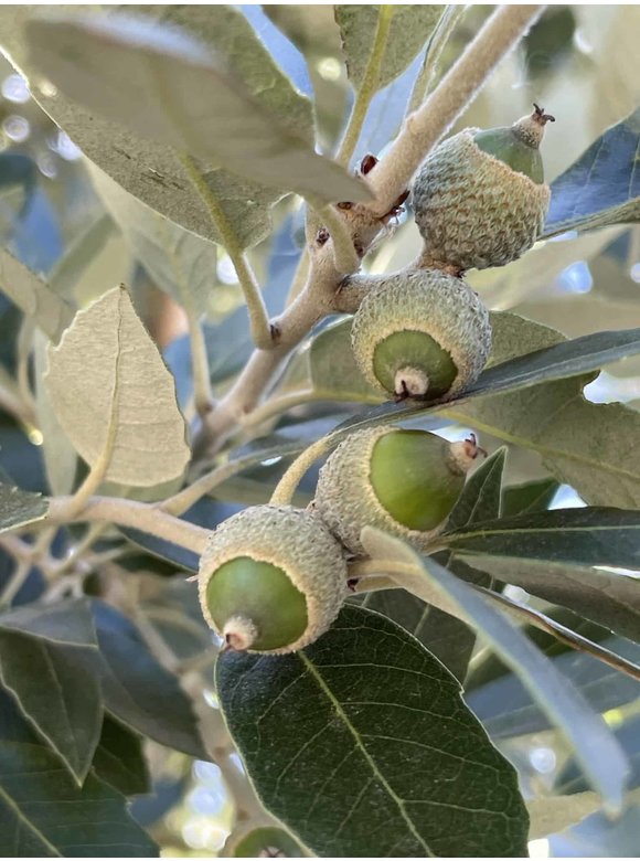 Stein-Eiche | Quercus ilex Stein-Eiche | Quercus ilex
