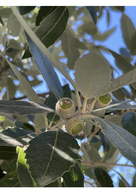 Stein-Eiche | Quercus ilex
