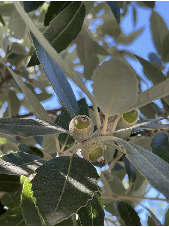 Stein-Eiche | Quercus ilex Stein-Eiche | Quercus ilex