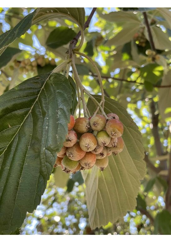 Echte Mehlbeere | Sorbus aria