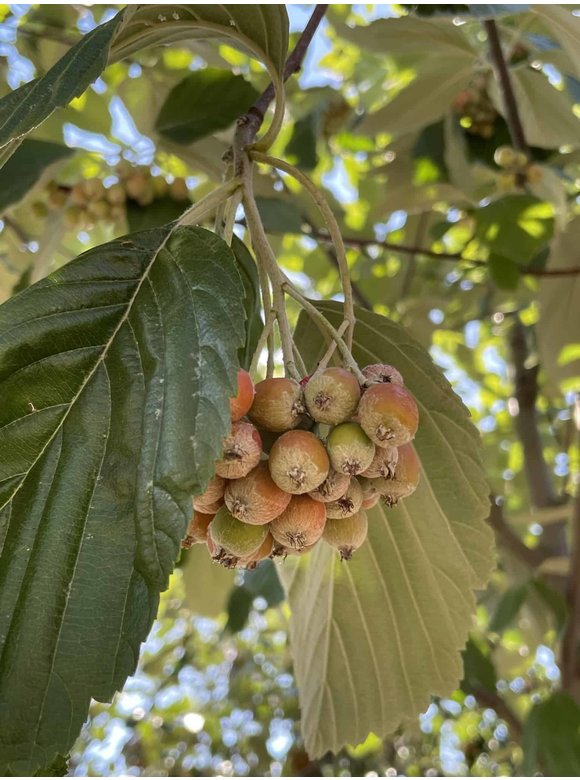 Echte Mehlbeere | Sorbus aria Echte Mehlbeere | Sorbus aria