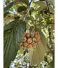 Echte Mehlbeere | Sorbus aria