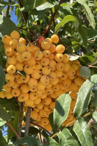 Eberesche 'Schouten' | Sorbus arnoldiana 'Schouten' Eberesche 'Schouten' | Sorbus arnoldiana 'Schouten'