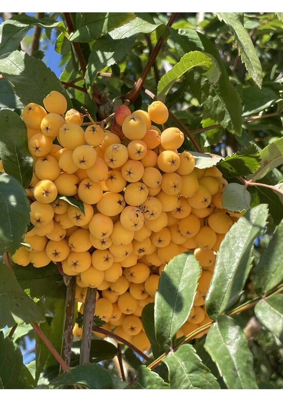 Eberesche 'Schouten' | Sorbus arnoldiana 'Schouten'