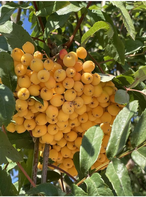 Eberesche 'Schouten' | Sorbus arnoldiana 'Schouten' Eberesche 'Schouten' | Sorbus arnoldiana 'Schouten'