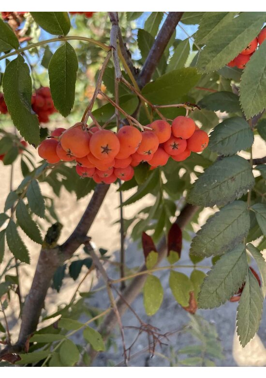 Vogelbeere - Eberesche | Sorbus aucuparia