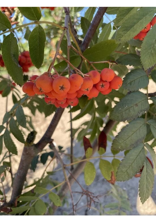 Vogelbeere - Eberesche | Sorbus aucuparia