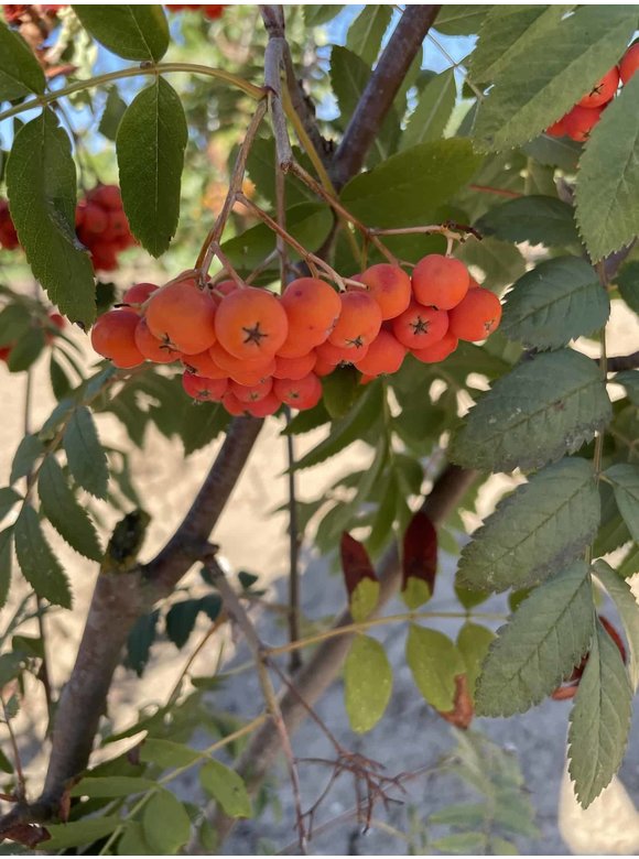 Vogelbeere-Eberesche | Sorbus aucuparia Vogelbeere-Eberesche | Sorbus aucuparia