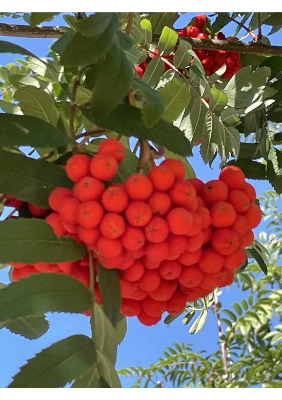 Essbare Eberesche 'Edulis' | Sorbus aucuparia 'Edulis'