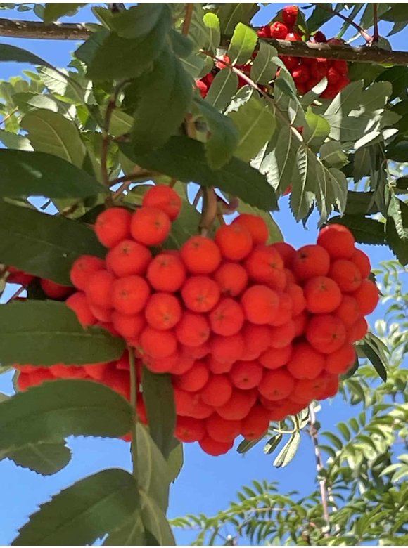 Essbare Eberesche 'Edulis' | Sorbus aucuparia 'Edulis' Essbare Eberesche 'Edulis' | Sorbus aucuparia 'Edulis'