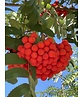 Essbare Eberesche 'Edulis' | Sorbus aucuparia 'Edulis'