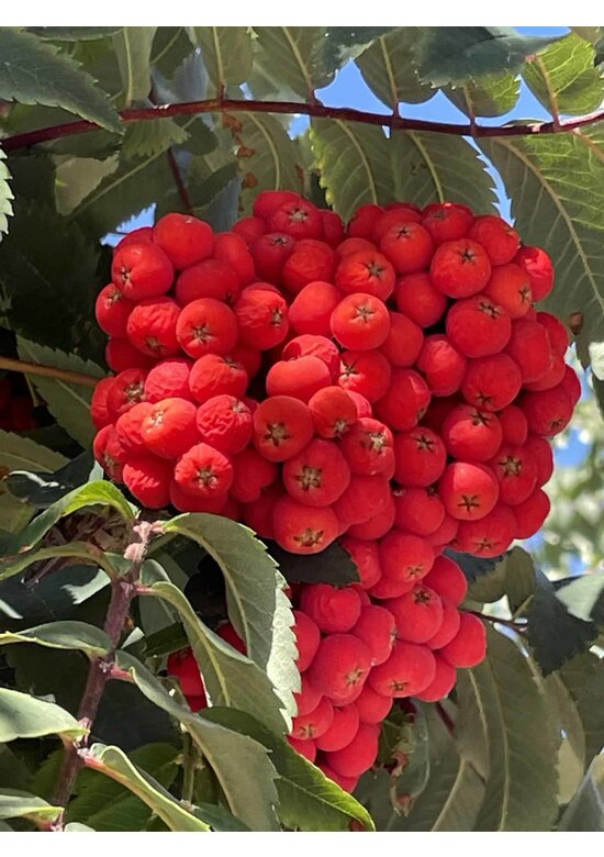 Säulen-Vogelbeere - Säulen-Eberesche 'Fastigiata' | Sorbus aucuparia 'Fastigiata'