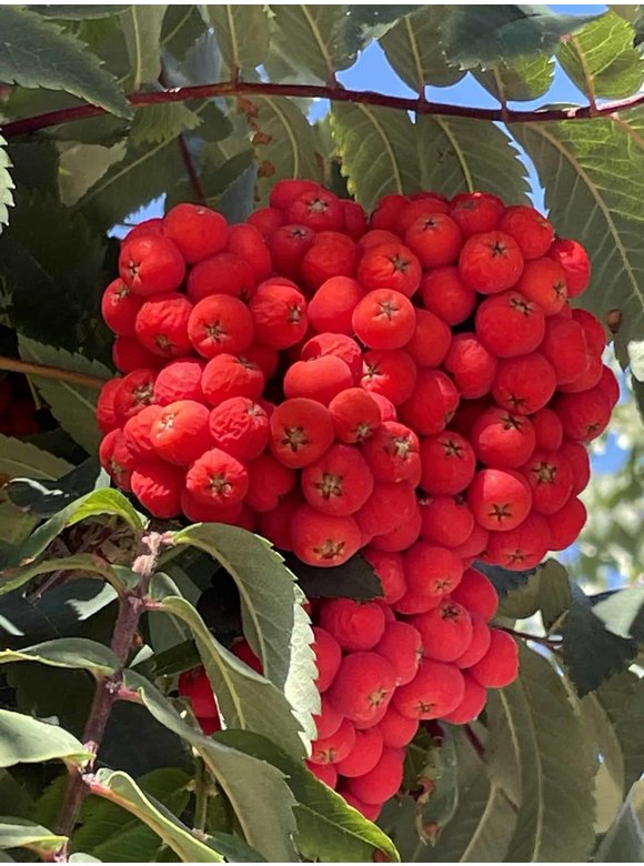 Säulen-Vogelbeere - Säulen-Eberesche 'Fastigiata' | Sorbus aucuparia 'Fastigiata' Säulen-Vogelbeere - Säulen-Eberesche 'Fastigiata' | Sorbus aucuparia 'Fastigiata'