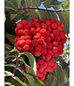 Säulen-Vogelbeere - Säulen-Eberesche 'Fastigiata' | Sorbus aucuparia 'Fastigiata'