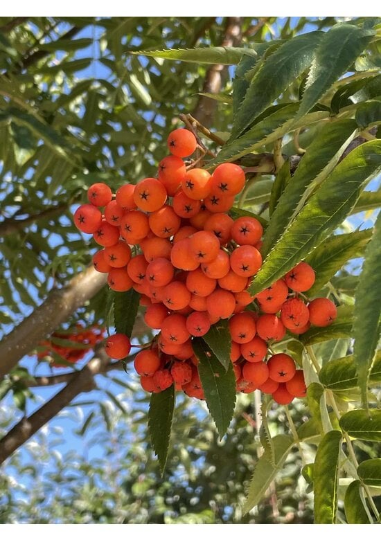 Eberesche 'Dodong' | Sorbus 'Dodong'