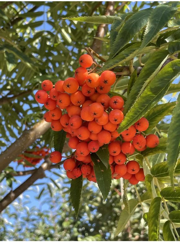 Eberesche 'Dodong' | Sorbus 'Dodong' Eberesche 'Dodong' | Sorbus 'Dodong'