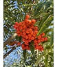 Eberesche 'Dodong' | Sorbus 'Dodong'