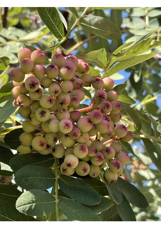 Chinesische-Eberesche - Weiße Ziereberesche | Sorbus hupehensis