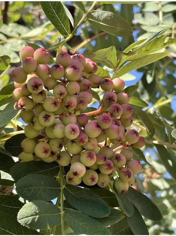 Chinesische-Eberesche - Weiße Ziereberesche | Sorbus hupehensis Chinesische-Eberesche - Weiße Ziereberesche | Sorbus hupehensis